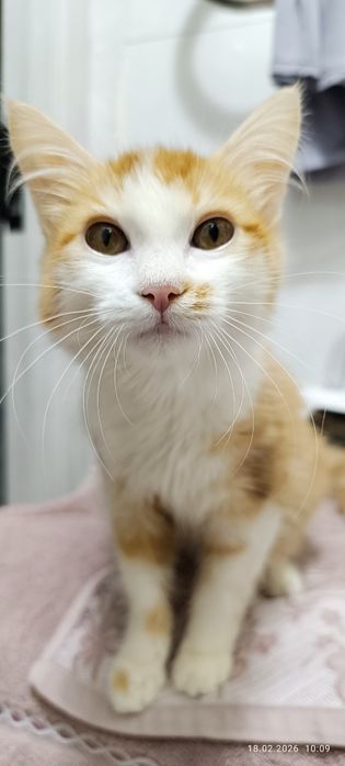 Котёнок девочка 4 месяца