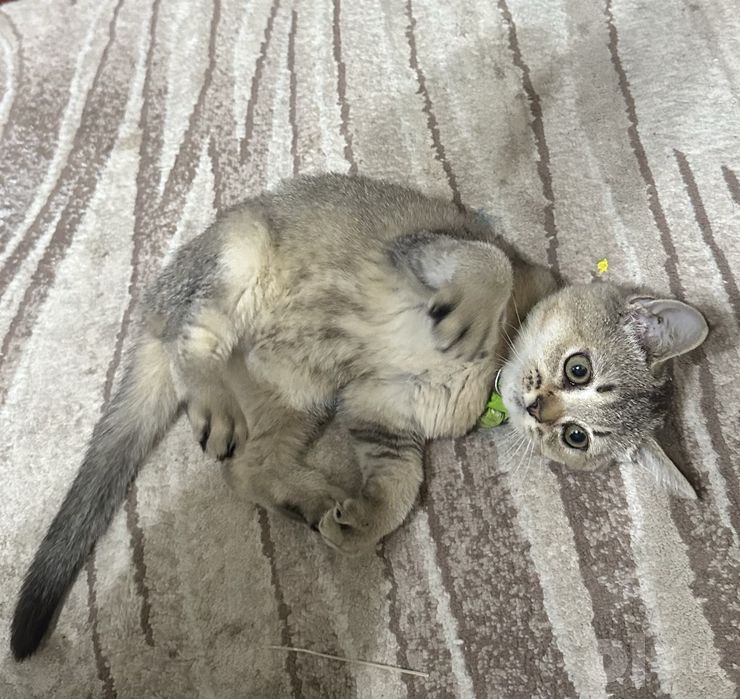 Красивый котёнок ищет добрый дом
