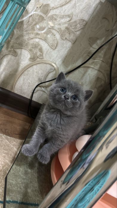 Продается Котята