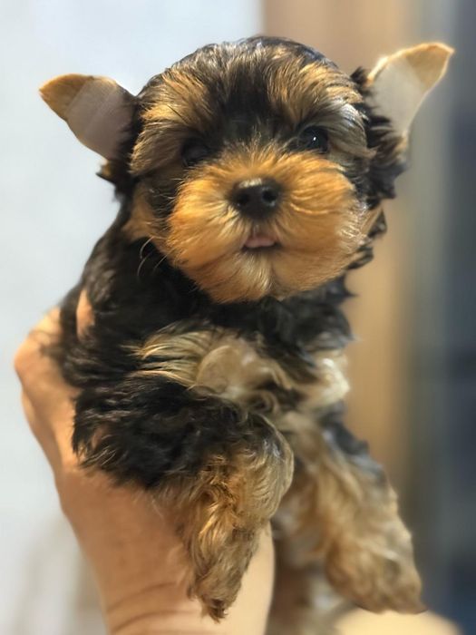 Йоркширский терьер мальчик