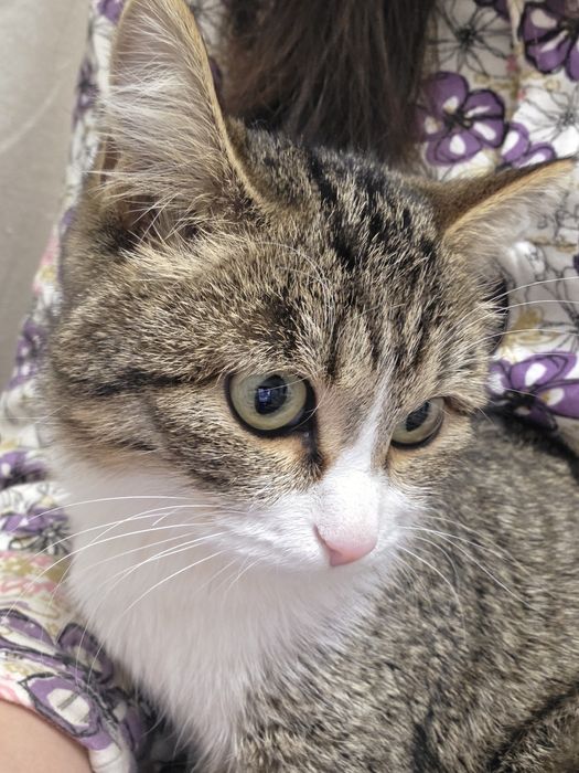 Отдам кошку в добрые руки