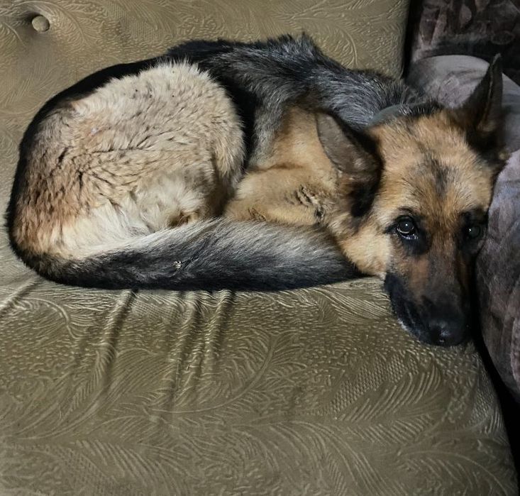 Пропала собака девочка.