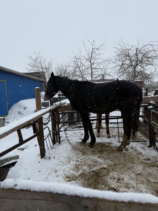 Продам тай . 1.5 жас