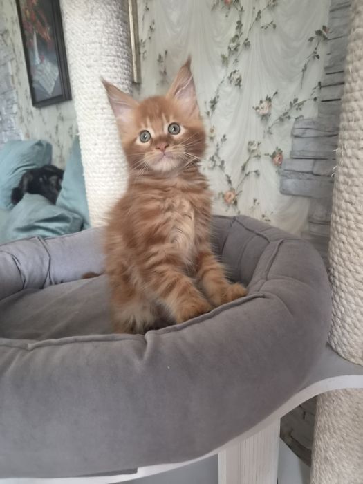 Котенок чистопородный Мейн-кун