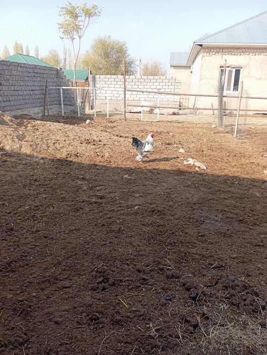 Тауық бар  тұқым 100% туып тұр