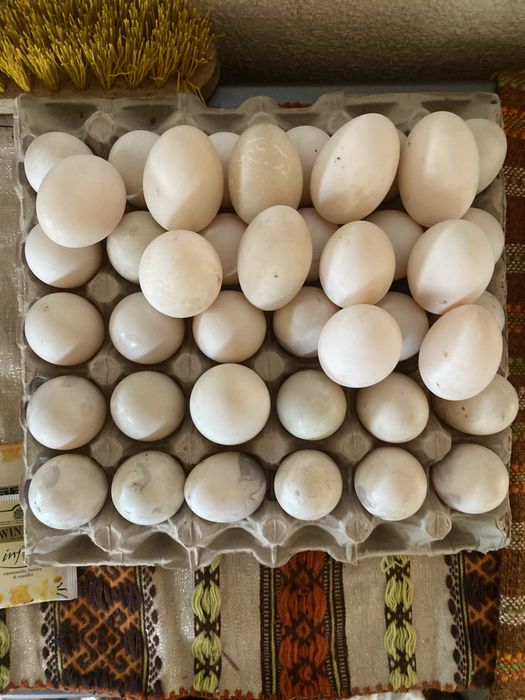 Oua de rațe romanești