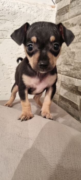 Мини Пинчер пинчерче пинчери пинчерчета Чихуахуа чихи Куче кученце