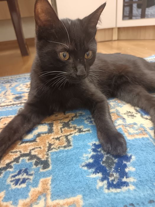 Срочно котёнку нужен новый дом