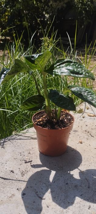 Разные Домашние цветы