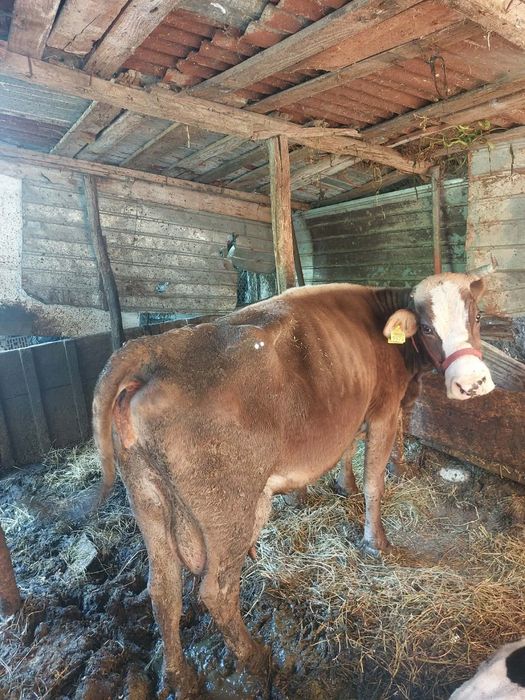 Vand vaca de ținut sau de abator
