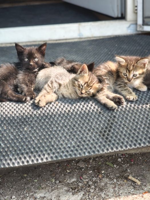 Отдам котят в хорошие руки!