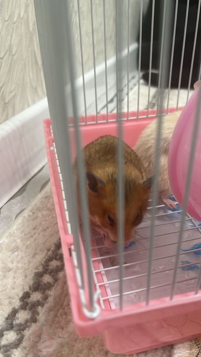 Хомяк  в наличии