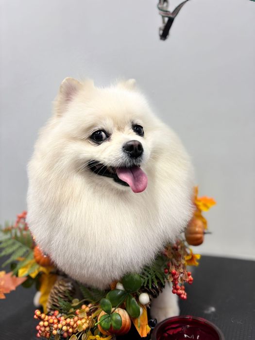 Фотосессия шпиц собака