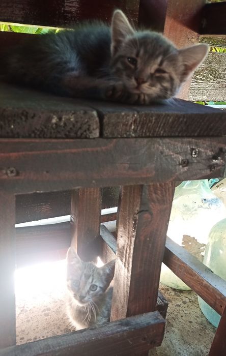 Pisici / pisoi spre adopție