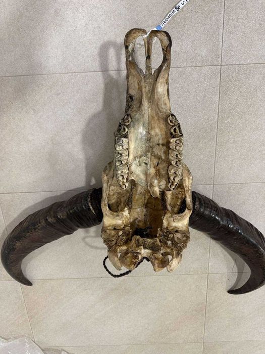 Ръчно резбован череп от бивол