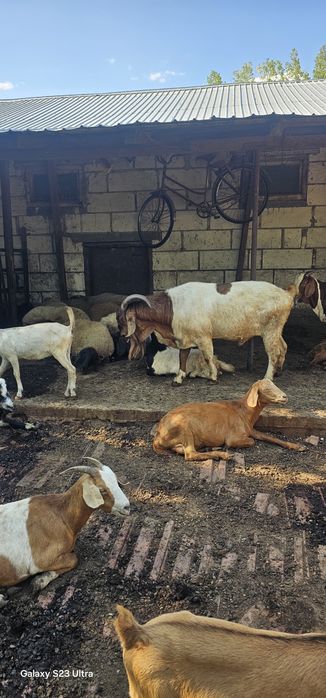 Vând 3 Tapi boer  vârsta intre 3 ani si 8 luni toti buni de monta si capre comune