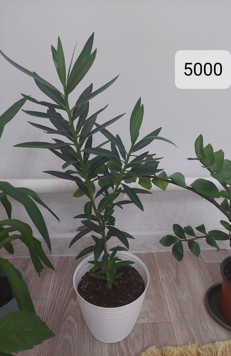 Комнатные растение