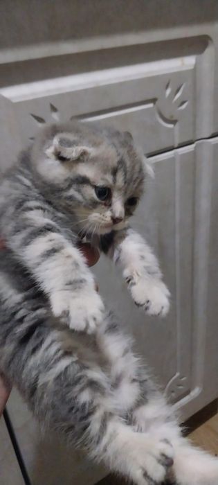 Продам котят породистые