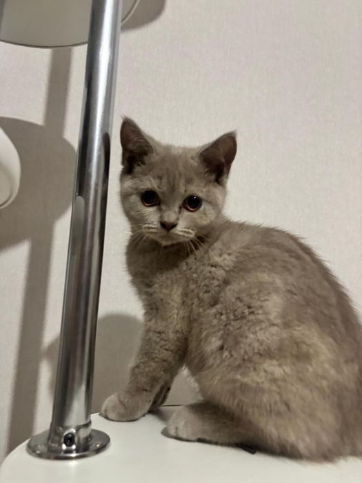Кошки шатландские