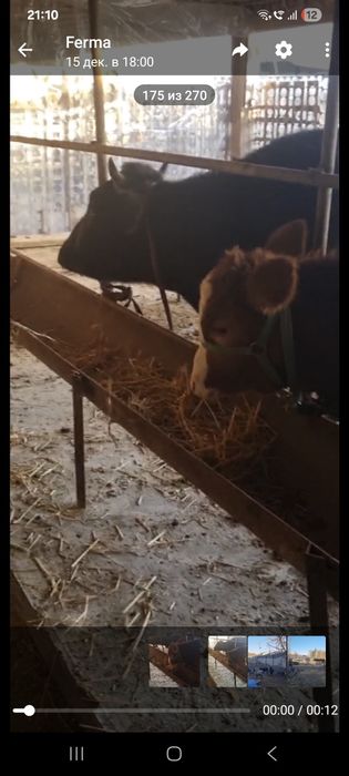 Ona bola sigir sotiladi