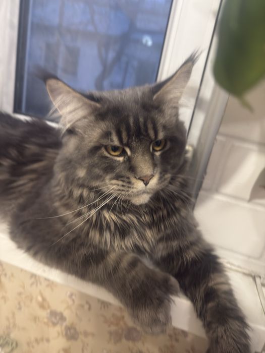 Кот на вязку Мейн Кун полидакт