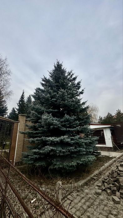 Ёлки (Глаука) 8,5 метров