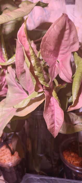 Сингониум Неон Пинк