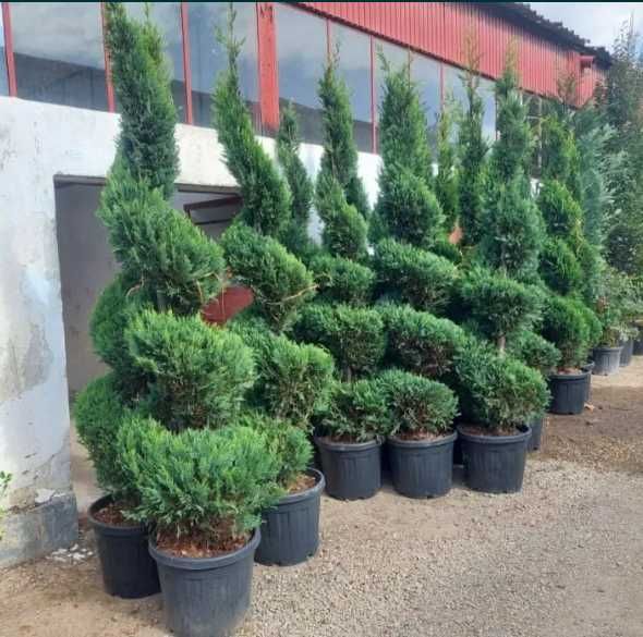 Plante Ornamentale de Calitate – Transport Gratuit la Tine