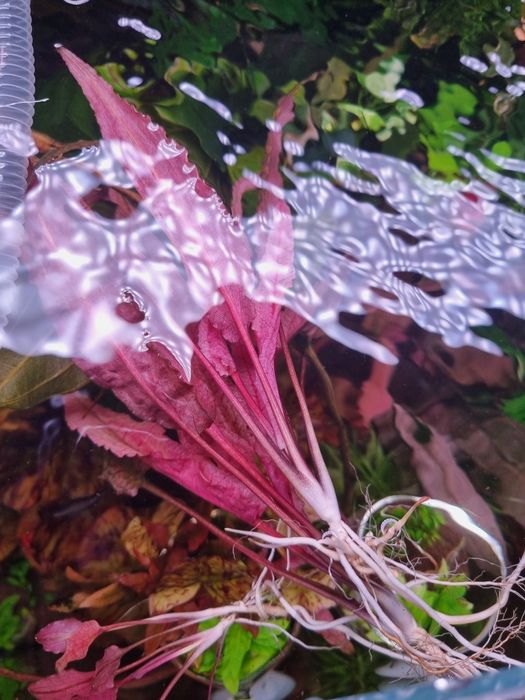 Продам криптокарина фламинго.