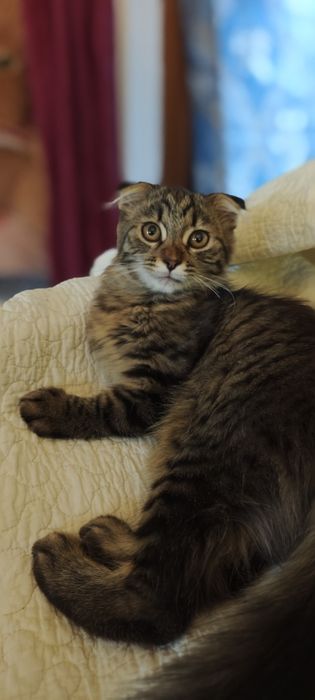 Котенок в хорошие руки