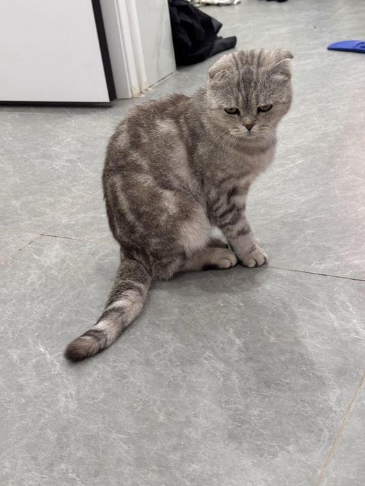 чистокровный вислоухий кот