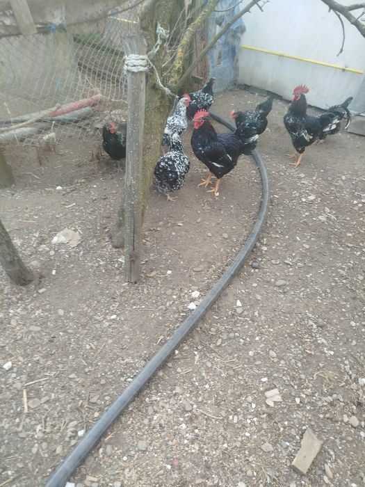 Vând ouă proaspete de incubat din găini de rasă viantote auriu și argi