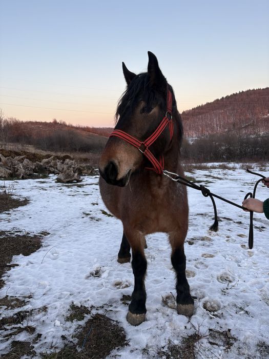 Iapa si manza de vanzare