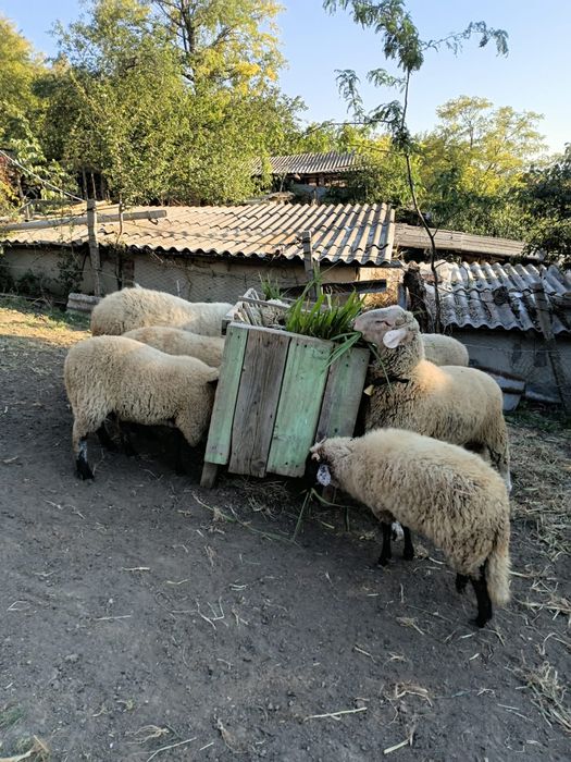 Berbecuți de vanzare