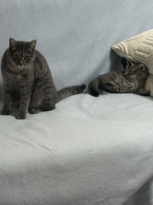 Котенок в добрые руки(мальчик)