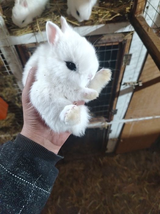 Xatot quyonlar bolari sotuvda