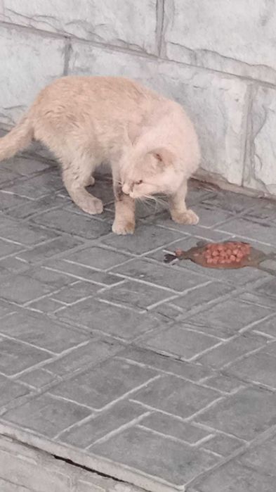 Чей кот? Хозяин, забери!