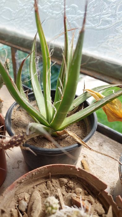 Agave  различни видове