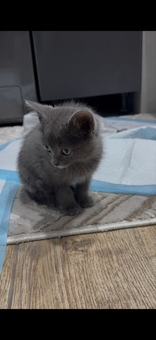 Кошка бесплатно