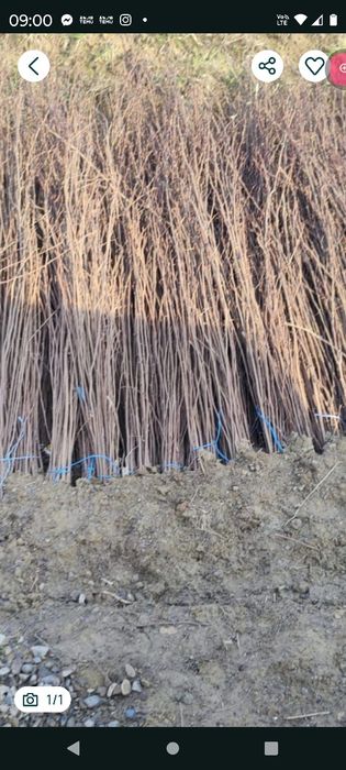 Vând puieți tratați salcâm mestecă fag Brad molid plop pin Tei