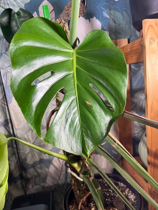 Монстера делисиоза monstera deliciosa делисиоза
