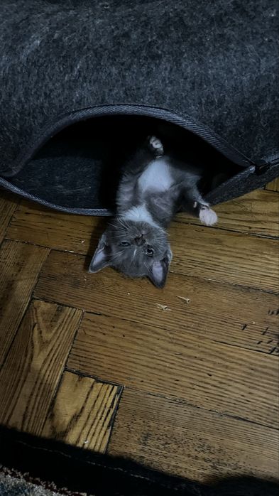 Котенок ищет семью.