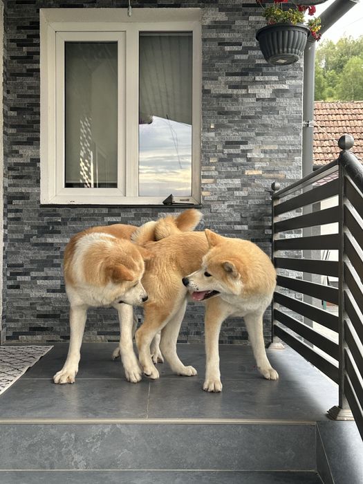 Pui akita inu japonez