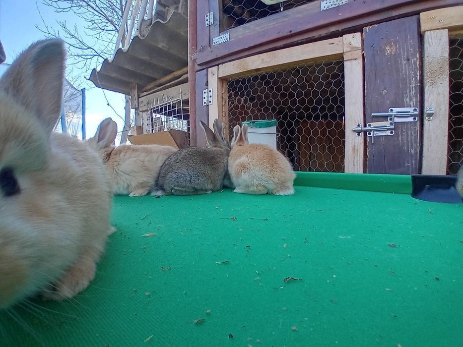 Vând pui Bebec German!!!