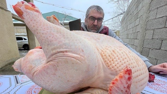 Инкубационное яйцо индейка Биг-6 Испания