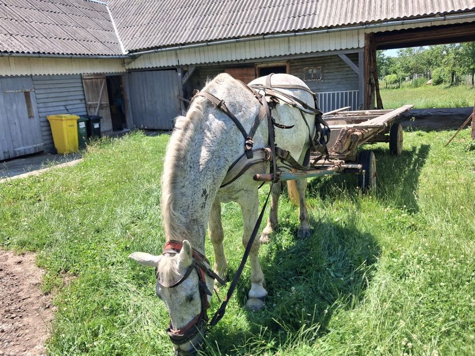 Cal de vânzare .