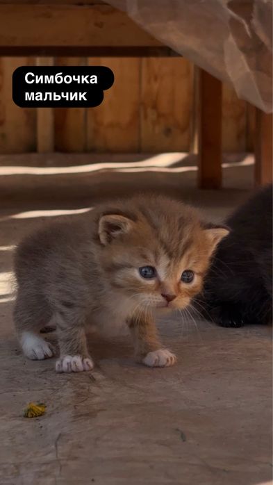 Котята в добрые руки