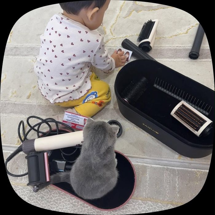 Продаётся котёнок шотландская вислоухая