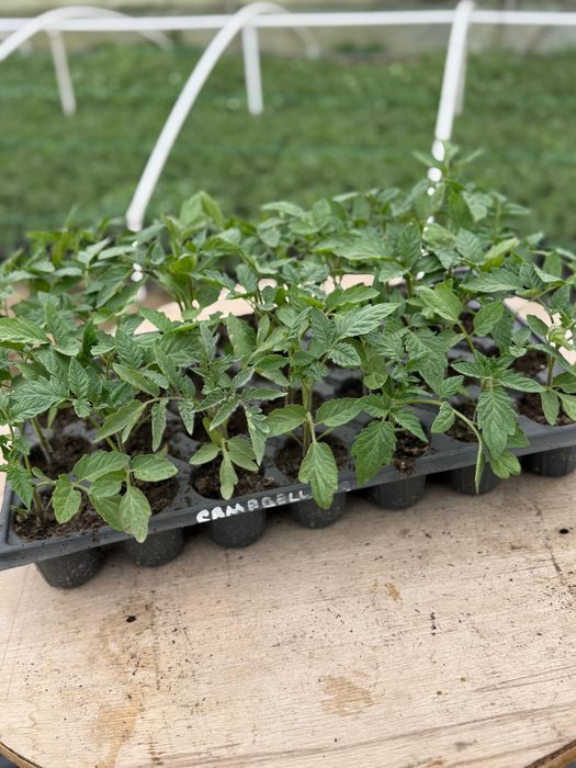 Vand rasaduri (rosii)