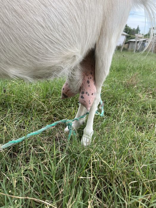 Ешкі баласымен